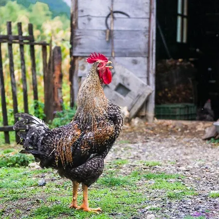 Affittacamere Bujtina Terthorja Theth