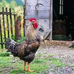 بيت ضيافة Bujtina Terthorja ثيث