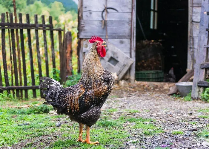 Guest house Bujtina Terthorja Theth